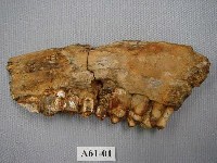 藏品(鹿下顎)的圖片